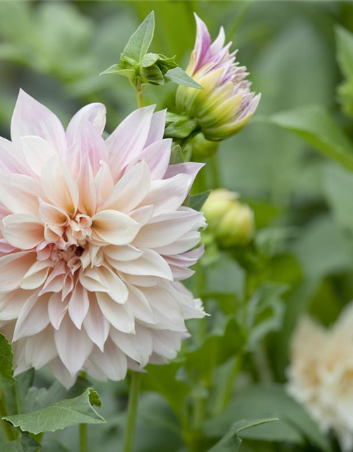 Dahlia Hybriden