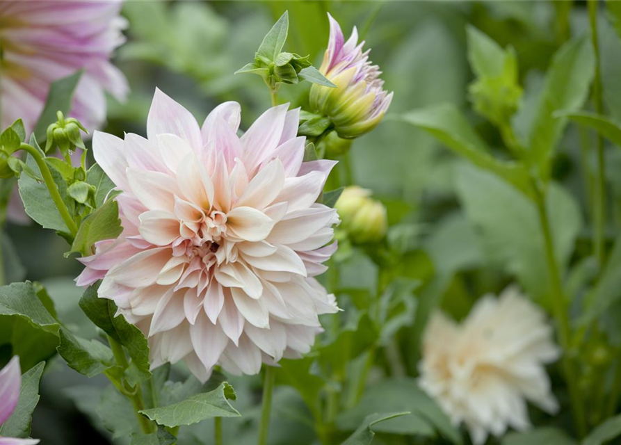 Dahlia Hybriden