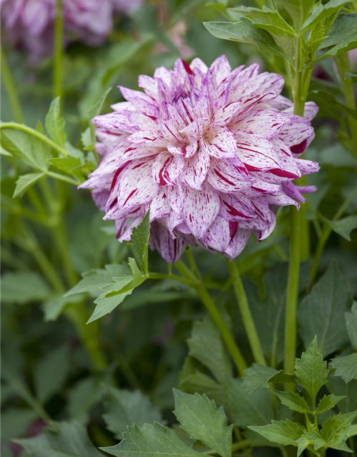 Dahlia Hybriden