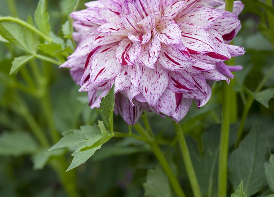 Dahlia Hybriden