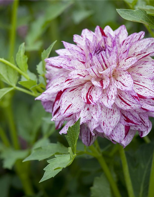 Dahlia Hybriden