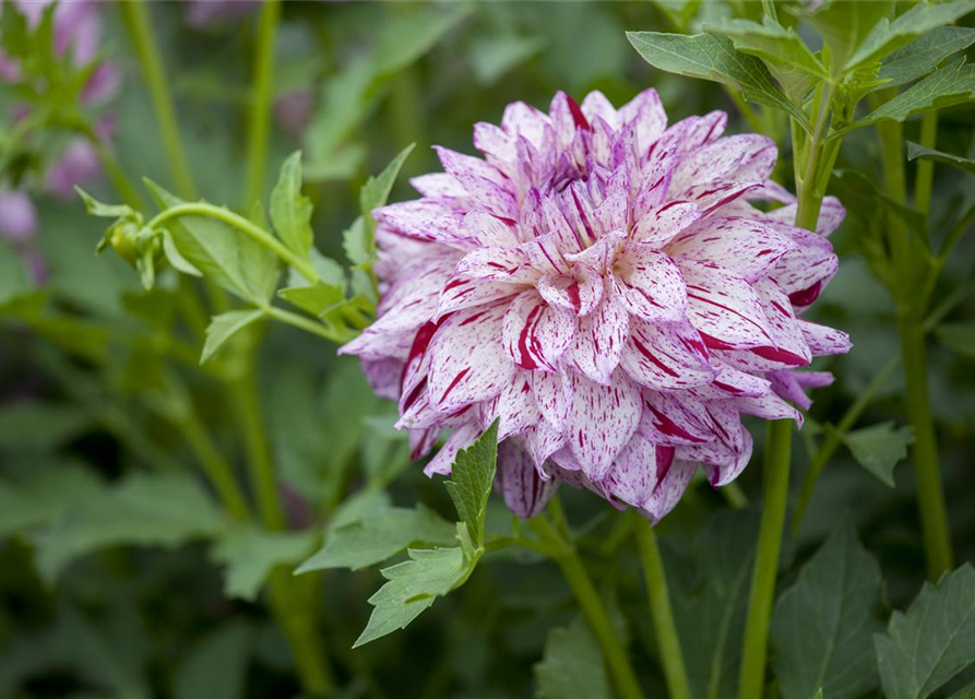 Dahlia Hybriden