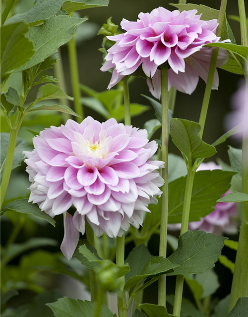 Dahlia Hybriden