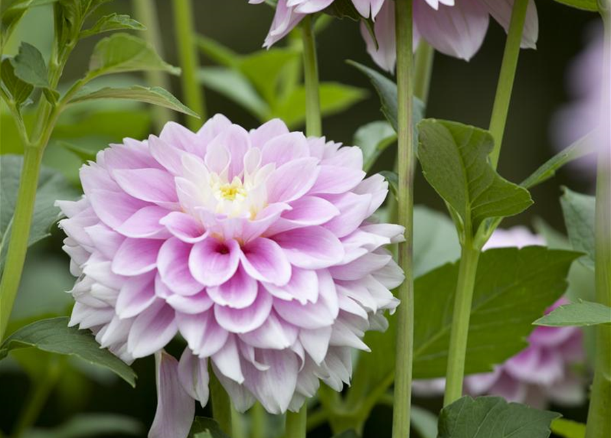 Dahlia Hybriden