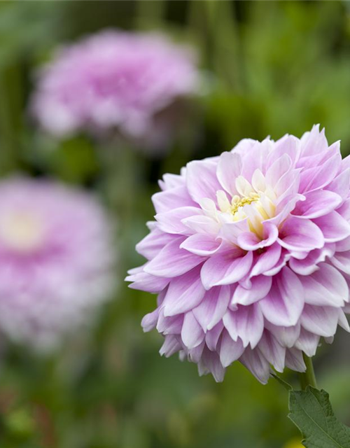 Dahlia Hybriden