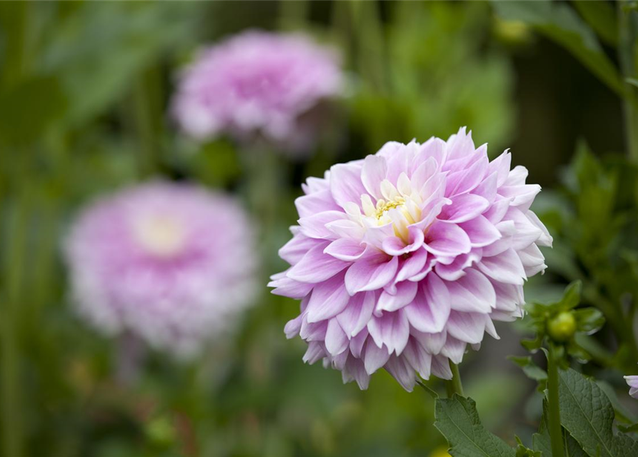 Dahlia Hybriden