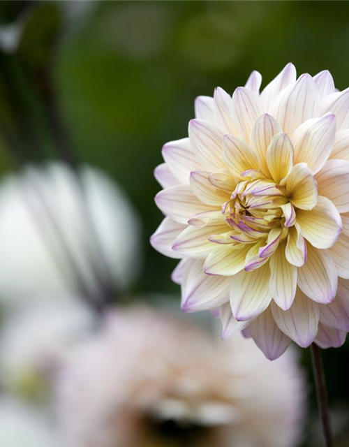 Dahlia Hybriden