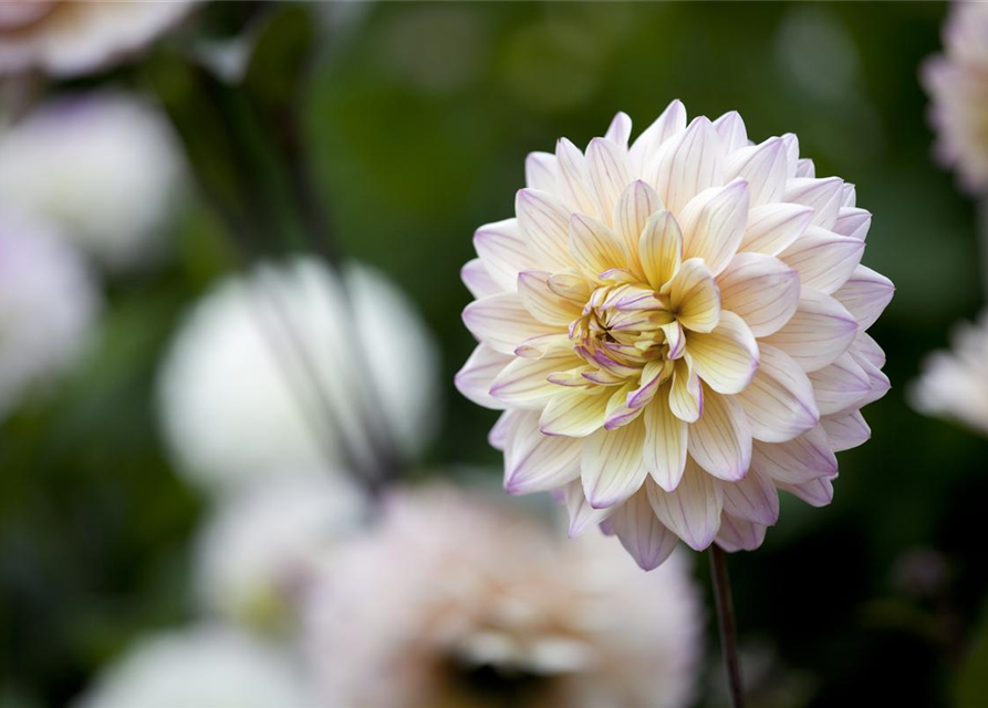 Dahlia Hybriden