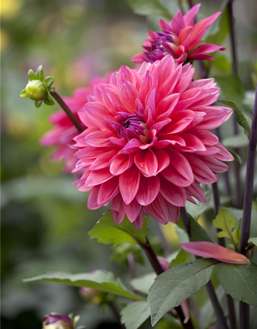 Dahlia Hybriden