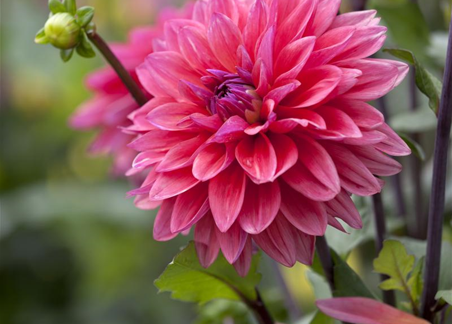 Dahlia Hybriden