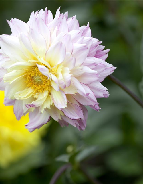 Dahlia Hybriden