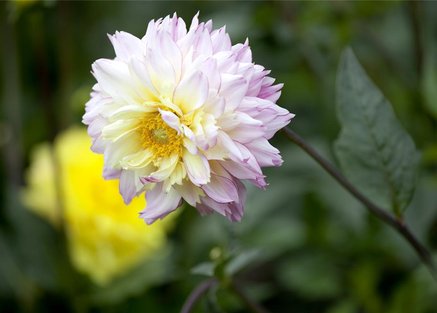 Dahlia Hybriden