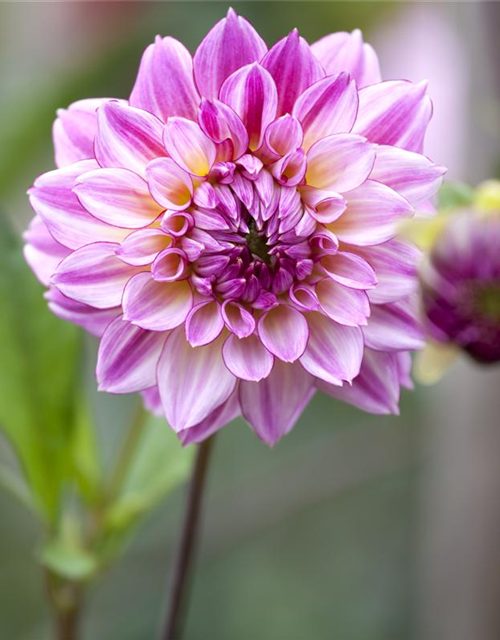 Dahlia Hybriden