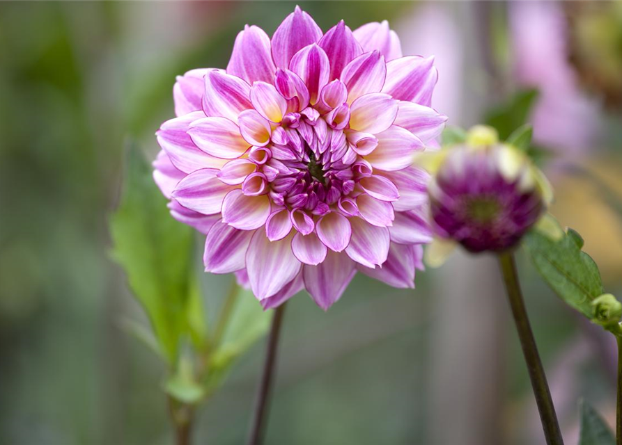 Dahlia Hybriden