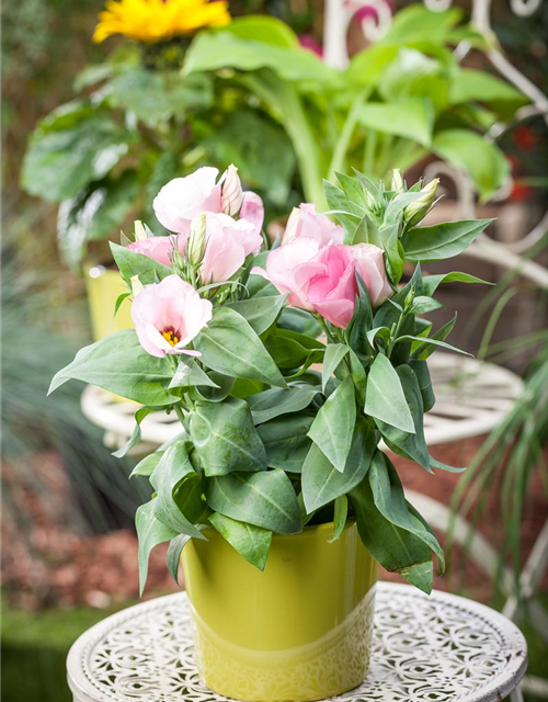 Eustoma grandiflorum