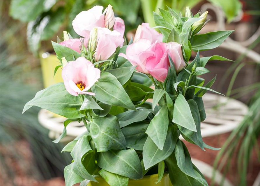 Eustoma grandiflorum