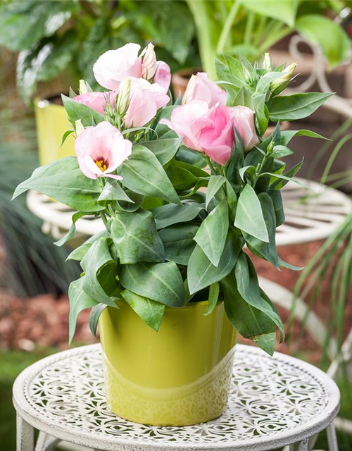 Eustoma grandiflorum