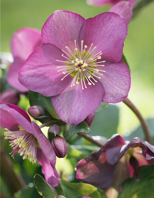 Helleborus hybriden