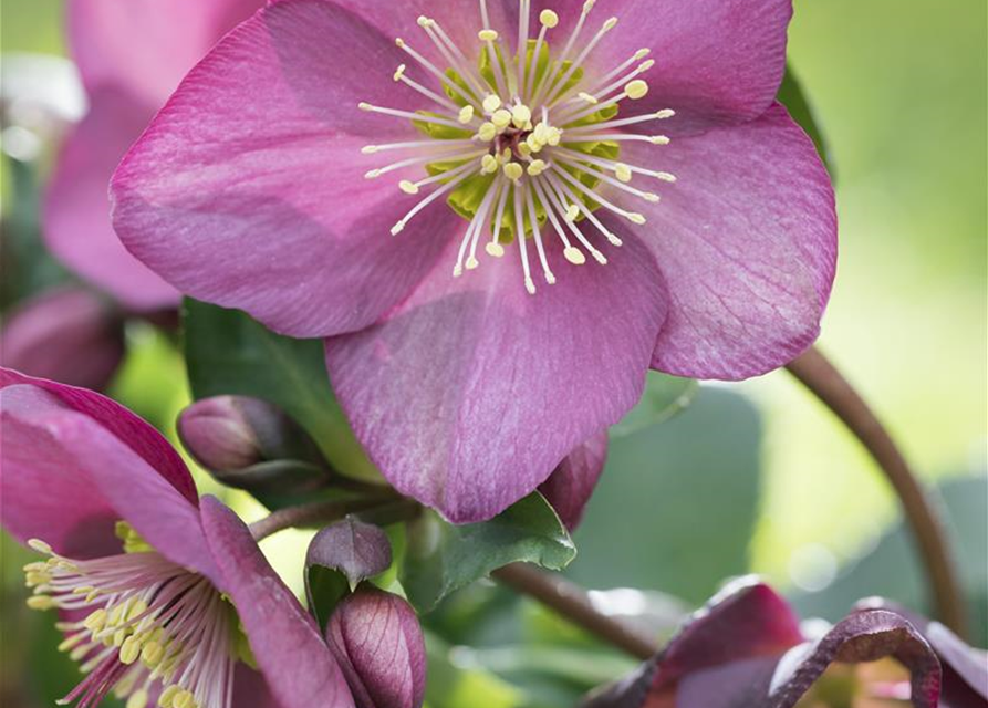 Helleborus hybriden