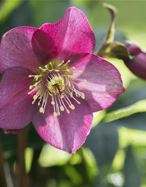 Helleborus hybriden