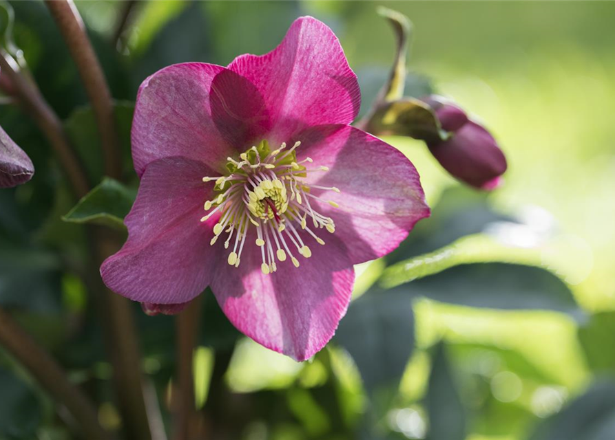 Helleborus hybriden