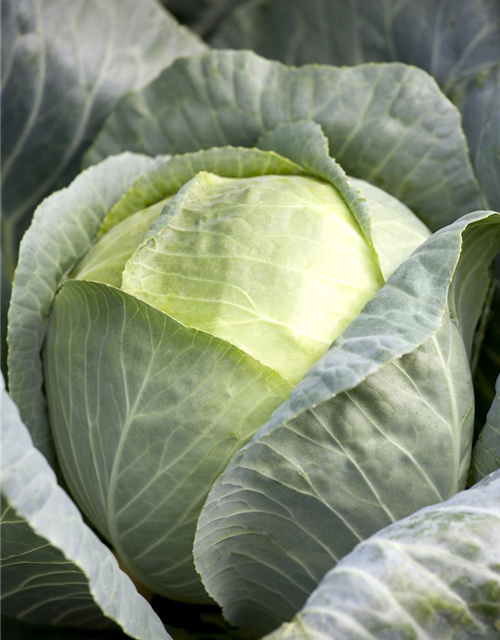 Brassica oleracea var. capita. Nozomi