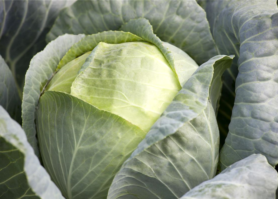 Brassica oleracea var. capita. Nozomi