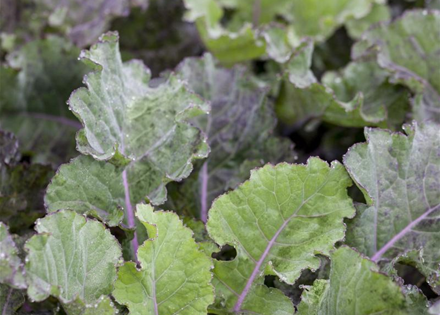 Brassica oleracea