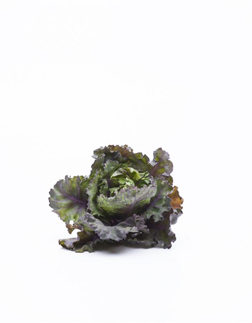 Brassica oleracea