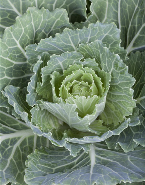 Brassica oleracea