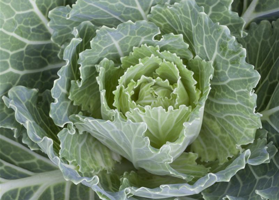 Brassica oleracea