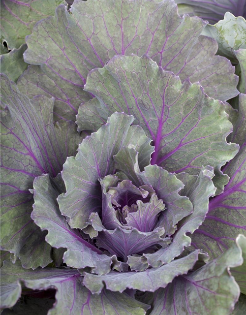 Brassica oleracea