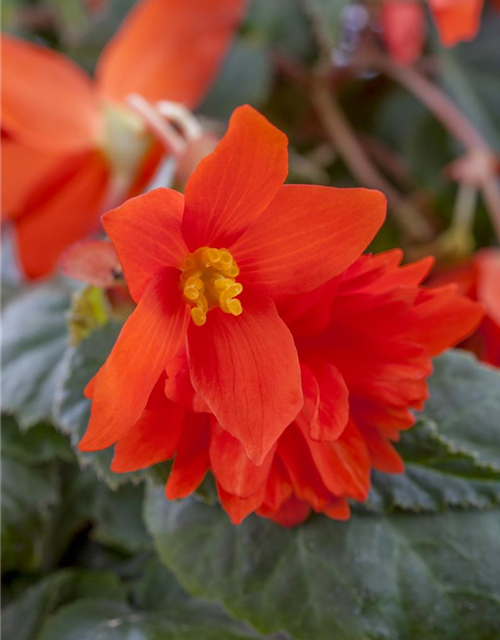 Begonia tuberhybrida Ampel