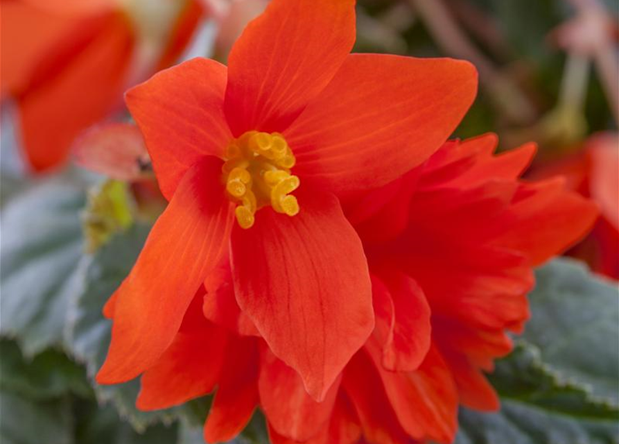 Begonia tuberhybrida Ampel