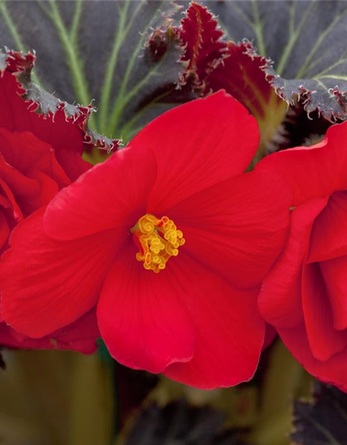 Begonia tuberhybrida Ampel