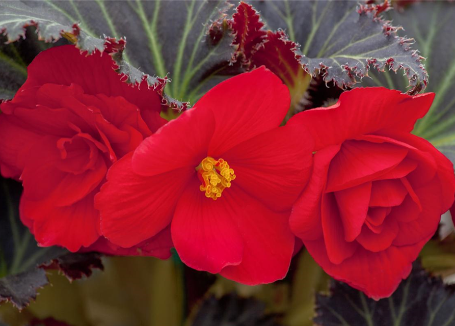 Begonia tuberhybrida Ampel