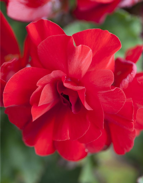 Begonia tuberhybrida Ampel