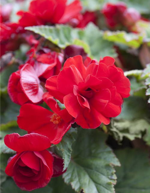 Begonia tuberhybrida Ampel