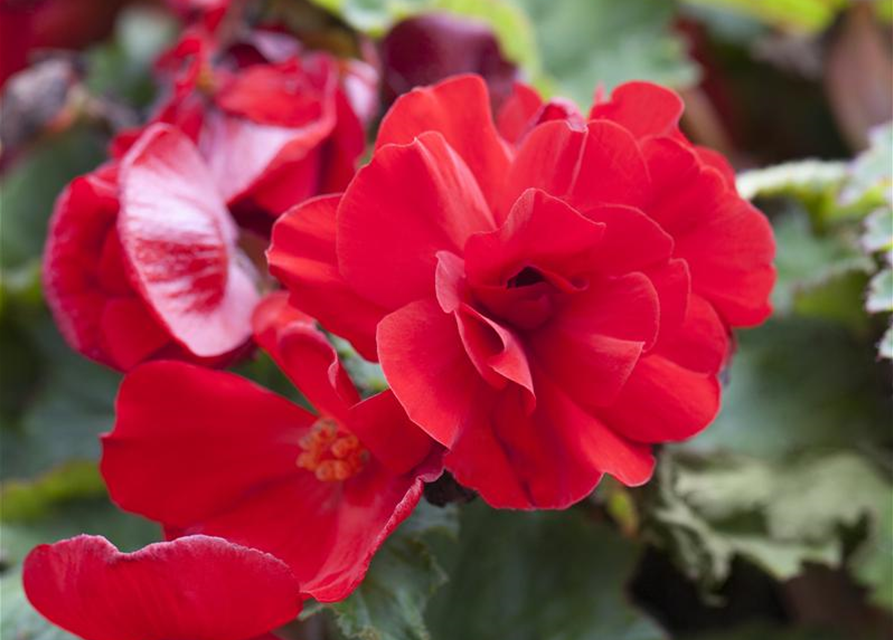 Begonia tuberhybrida Ampel