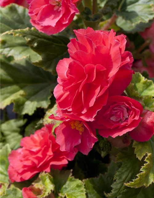 Begonia tuberhybrida Ampel