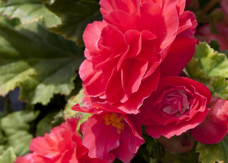 Begonia tuberhybrida Ampel