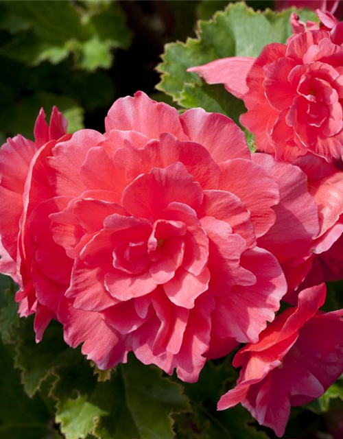 Begonia tuberhybrida Ampel