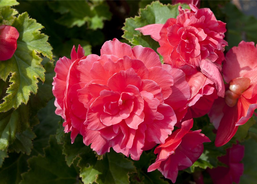 Begonia tuberhybrida Ampel