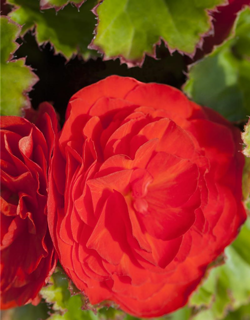 Begonia tuberhybrida Ampel