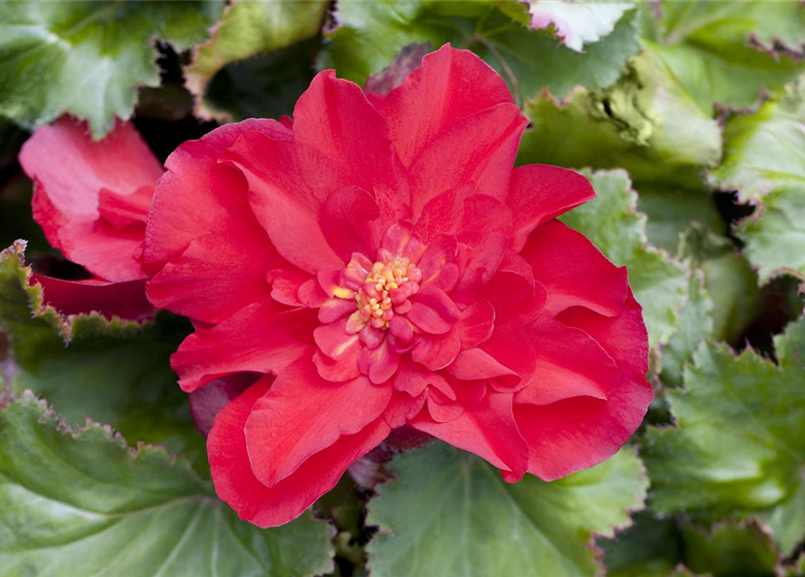 Begonia tuberhybrida Ampel