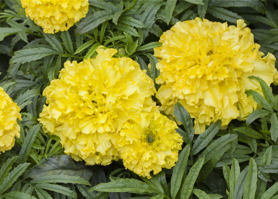 Tagetes erecta