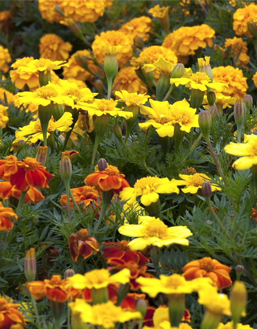 Tagetes patula