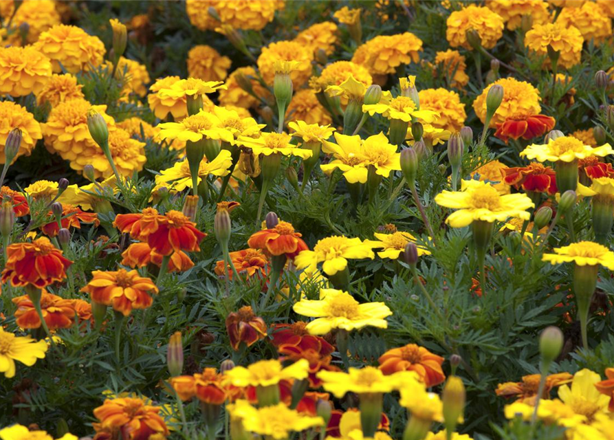 Tagetes patula