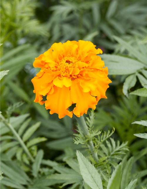 Tagetes erecta