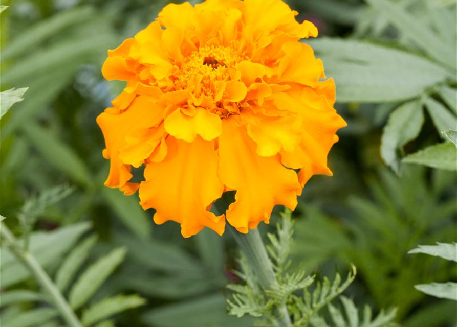 Tagetes erecta